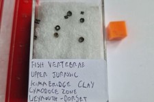 Scatola Di Inglese Fossil