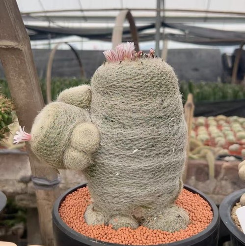 Mammillaria lenta wysiwyg - lenta,