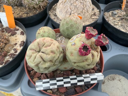 012 tephrocactus geometricus - 012,
