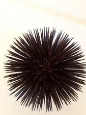 Riccio di mare Artigianale 