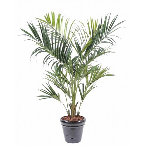 Palmier kentia artificiel - kentia,