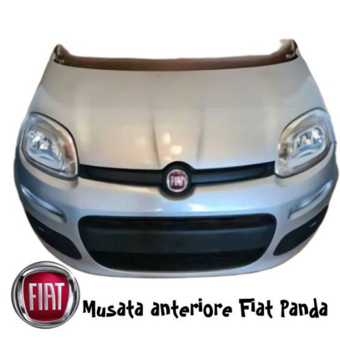 Musata anteriore muso frontale - anteriore,