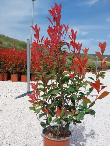 Photinia fraseri carre - photinia, x