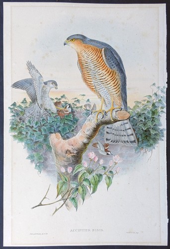 John gould ornitologia stampa - gould,