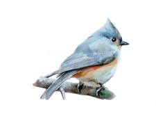 Titmouse trapuntato. Stampa di