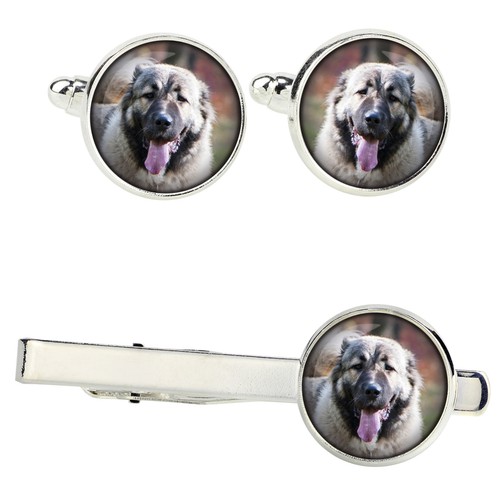 Cane pastore del caucaso - pastore,