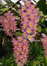 Dendrobium Specie 'Cascate Rosa' NUOVA Orchidea Orchidea