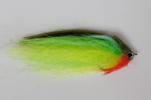 Fliegentom pesce predatore