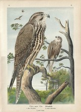 Stampa antica UCCELLI RAPACI