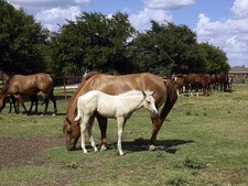 Foto: Venere Texas 2014 quarto