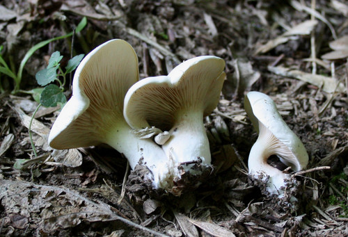 Clitopilus prunulus fungo - , di