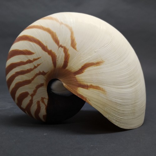 Grande conchiglia nautilus - grande,