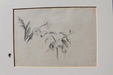 Disegno. Studio a matita su carta raffigurante dei fiori 