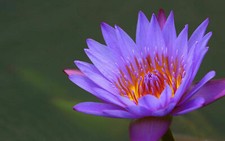 NYMPHAEA CAPENSIS VIOLA - NINFEA VIOLA, 10 SEMI + OMAGGIO