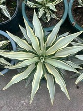 Agave desmetiana 12-15 cm