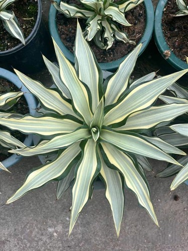 Agave desmetiana bianca