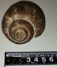 Fossile Gasteropodi Natica