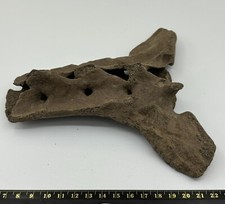 Ursus Spelaeus Cave Sacrum