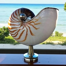 Centrotavola conchiglia