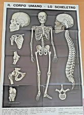 IL CORPO UMANO - N. 2 POSTER - ALLEGATI RIVISTA  S.I.M. ANNO 1967  DIM.110 X 80 
