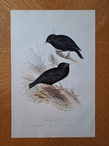 John gould birds stampa - gould,