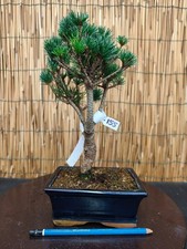 Bonsai di Pino Pentaphilla h
