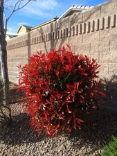 Fotinia "Photinia x fraseri Dynamo Red" pianta da siepe sempreverde in vaso ø33 
