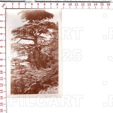 J7125 ALGERIA الجزائر