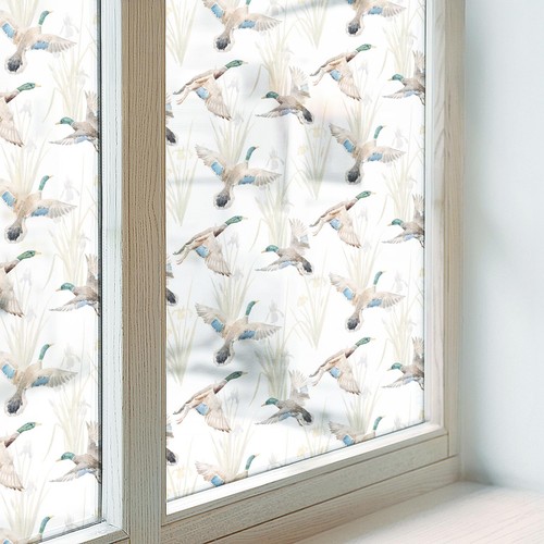 Pellicola finestra smerigliata - finestra,