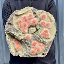 Esemplare minerale a grappolo quarzo cristallo zeolite tarassaco indiano 6,7 libbre