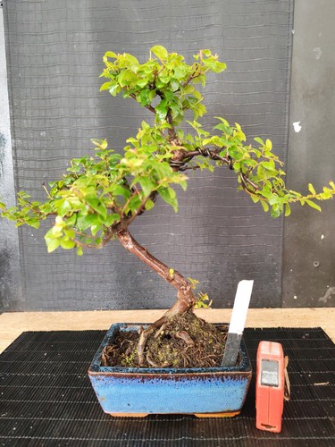 Bonsai ciliegio cinese 39 - di, h