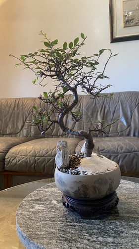 Bonsai giapponese con vaso - giapponese,