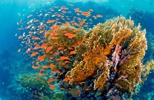 Fotomurale TESSUTO NON