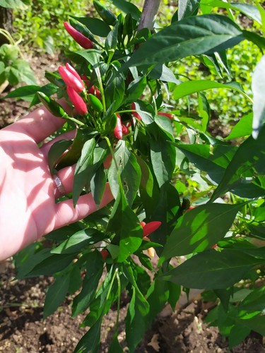 Diavolicchio peperoncino - diavolicchio,,