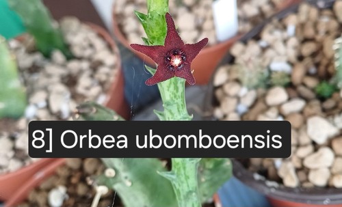 Talea radicata orbea - talea,