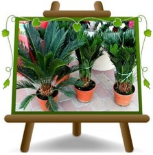 Cycas Revoluta Pianta