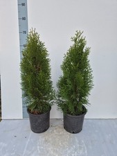 2 Piante Thuja Smaragd –