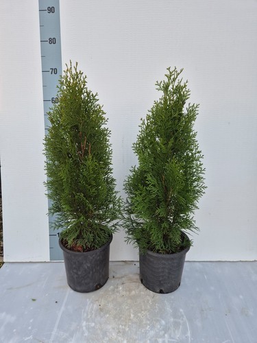 Piante thuja smaragd - smaragd, –