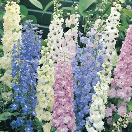 Delphinium speronella colori - speronella,