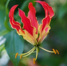 bulbo Di Gloriosa