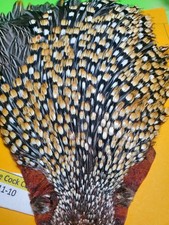 Capo Gallo della Giungla grado