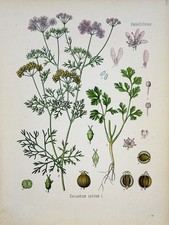Coriandrum sativum 1886 flora