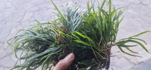 Microsorum pteropus trident - microsorum,