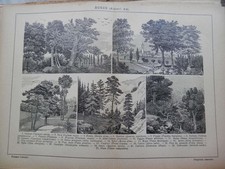 antica stampa da incorniciare BOSCO ALBERI DA CASTANO NOCE BETULA QUERCIA PIOPPO