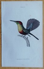 Jardine stampa originale