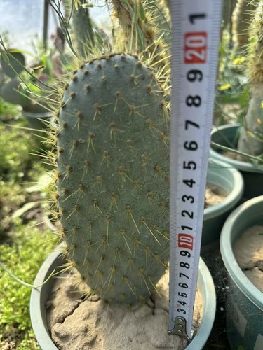 Opuntia galapageia var - opuntia,