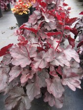 Heuchera cultorum starry - cultorum,