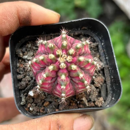 Pianta cactus succulenta 3 - cactus,