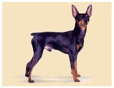 artev miniatura Pinscher