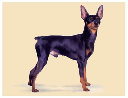 Artev miniatura pinscher - artev,